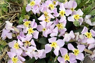 11 Pink Flowers Close Up Near Gasherbrum North Base Camp in China